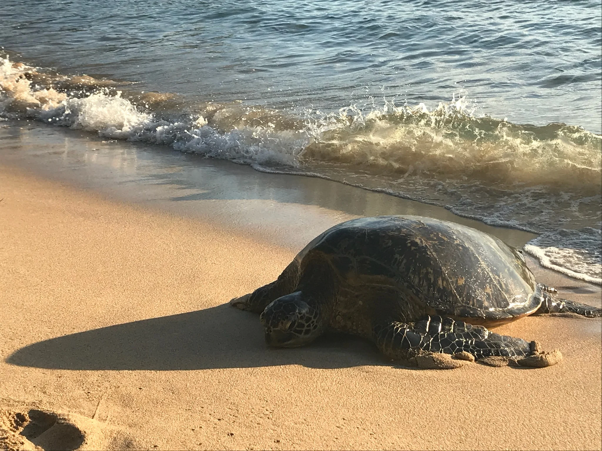 A honu at the waterline with surf breaking behind it