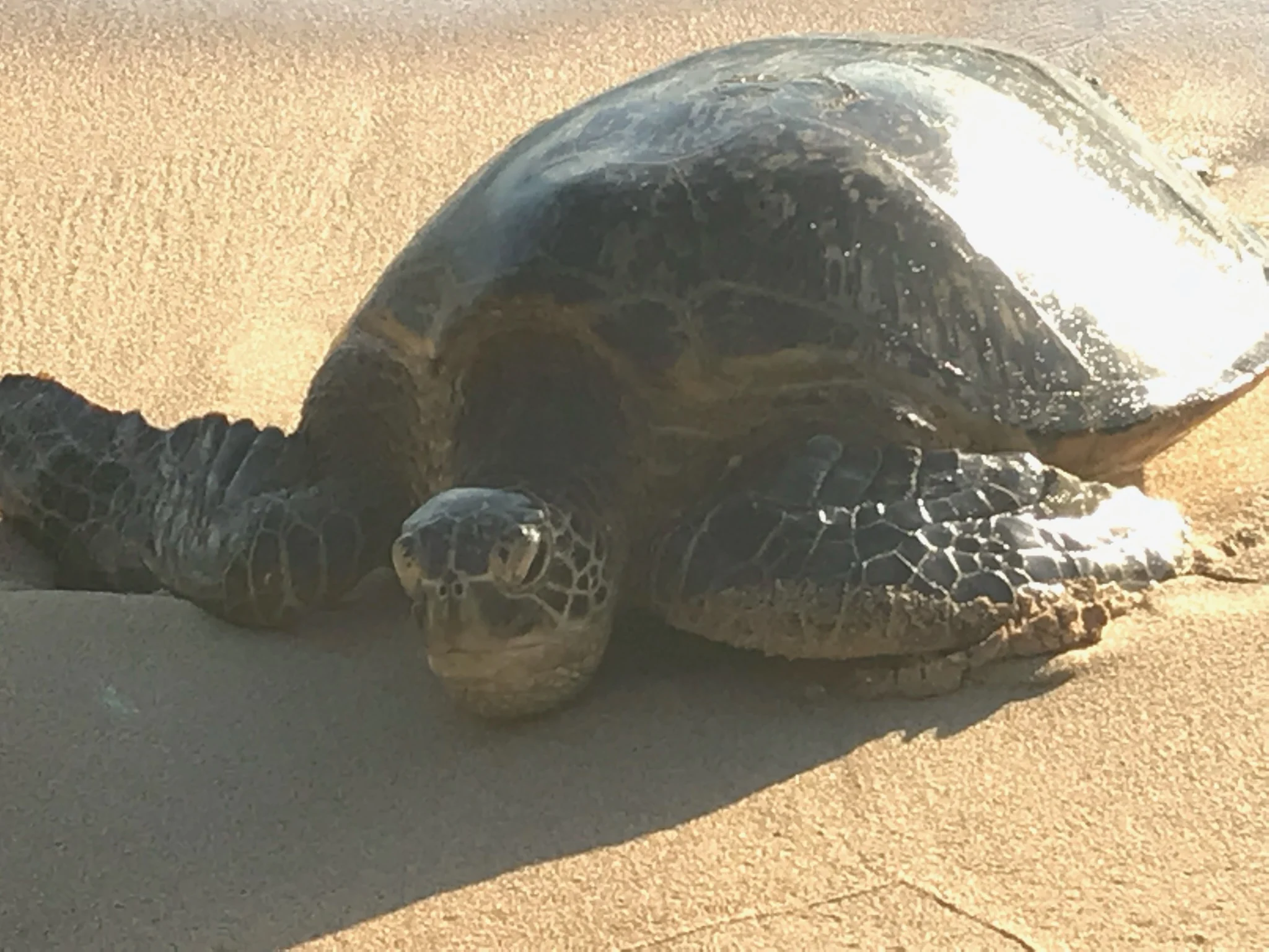 A Hawaiian green sea turtle resting on the sand, head toward the camera